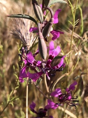 Clarkia xantiana parviflora