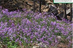 Orychophragmus violaceus