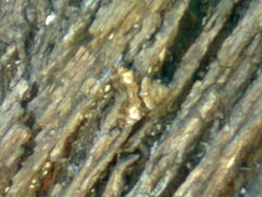 Lepidoptera