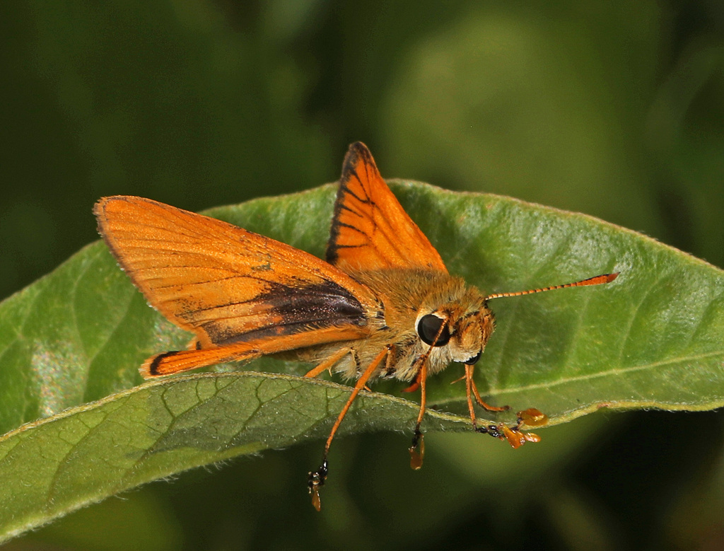 Delaware Skipper Southern Plains Butterfly Guide INaturalist Delaware Skipper Southern Plains Butterfly Guide Inaturalist