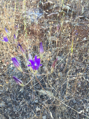 Brodiaea
