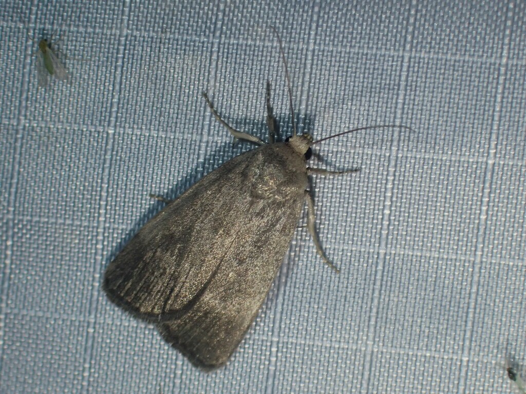 Pale-fronted Gray