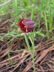 Fritillaria meleagroides