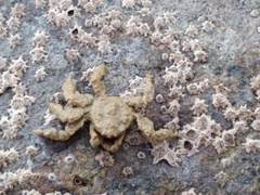 Neohymenicus pubescens