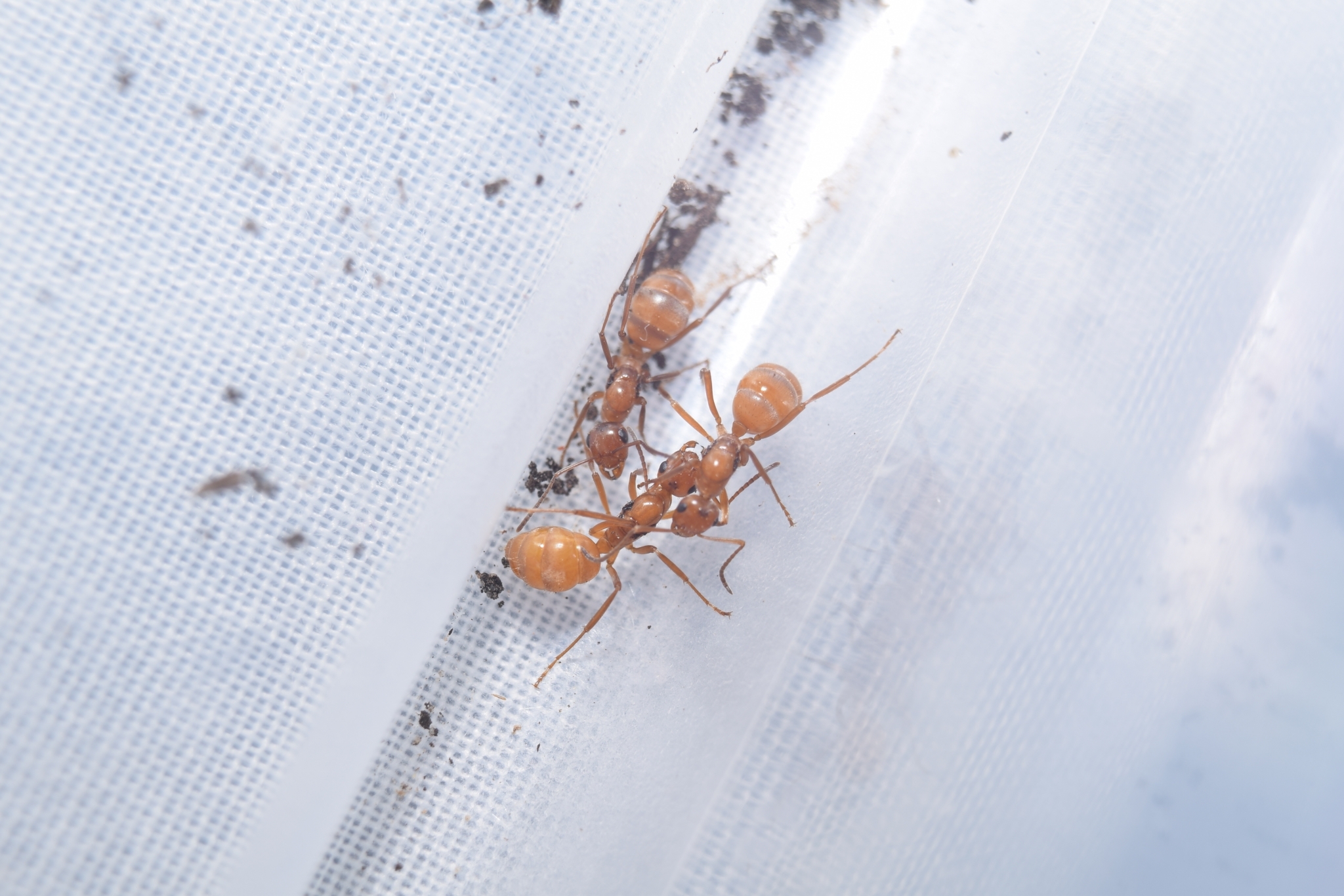 Formica querquetulana