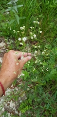 Galium xeroticum
