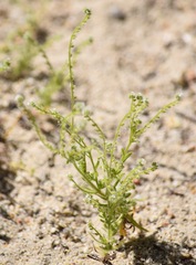 Cryptantha microstachys