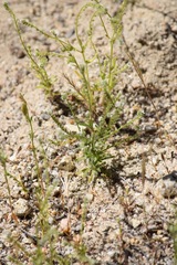 Cryptantha microstachys