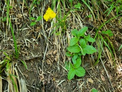 Calceolaria valdiviana, photograph (c) Cesar Ormazabal, some rights reserved (CC BY)