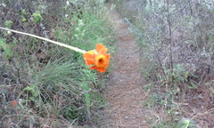 Adenophyllum squamosum