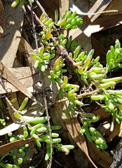 Enchylaena tomentosa