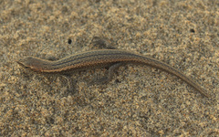 Oligosoma smithi