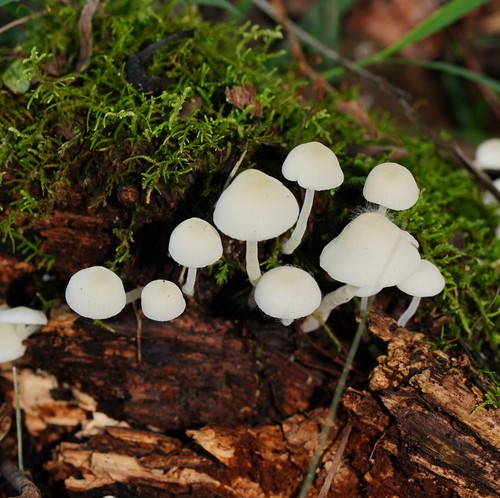 Milky Bonnet