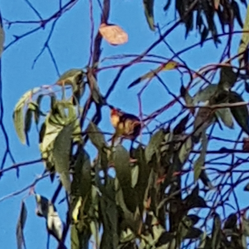 Pardalotidae