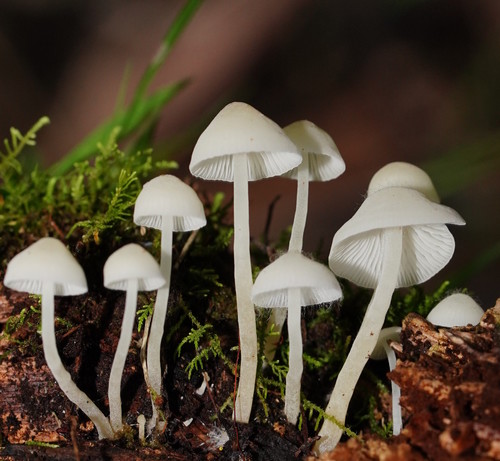 Milky Bonnet