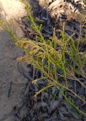Cassinia arcuata