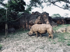 Ceratotherium simum