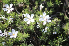 Phlox douglasii