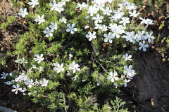 Phlox douglasii