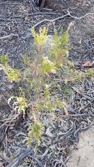 Cassinia arcuata