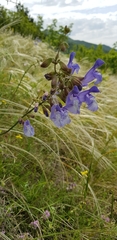 Salvia ringens