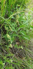 Salvia ringens