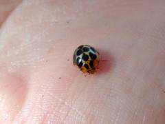 Harmonia antipoda