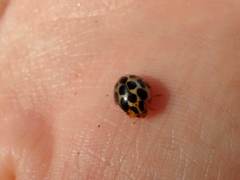 Harmonia antipoda