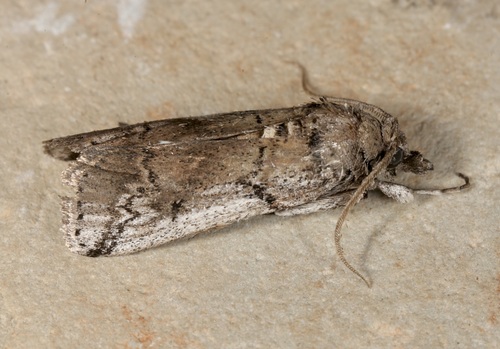 Eastern Cactus-boring Moth