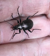 Calosoma inquisitor