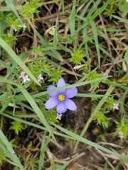 Sisyrinchium pruinosum
