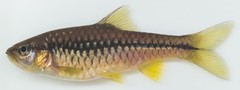 Enteromius miolepis