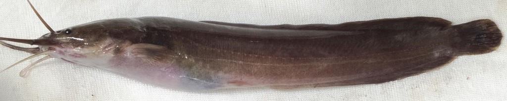 Smooth-Head Catfish
