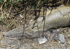 Lepisosteus platostomus