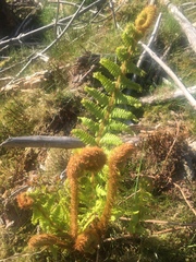 Dryopteris affinis