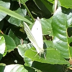 Pieris rapae