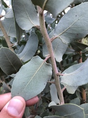 Arctostaphylos hooveri