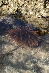 Bunodosoma californica