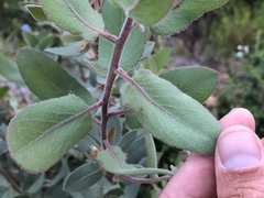 Arctostaphylos hooveri