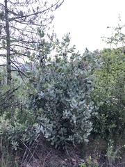 Arctostaphylos hooveri