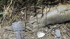 Lepisosteus platostomus