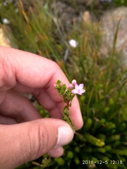 Agathosma odoratissima