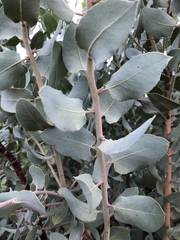 Arctostaphylos hooveri