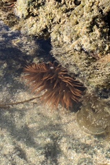 Bunodosoma californica