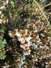 Erica capensis
