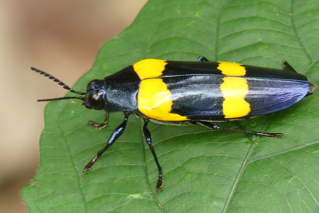 Chrysochroa mniszechii