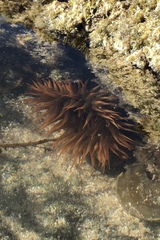 Bunodosoma californica