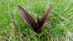 Dactylorhiza incarnata cruenta