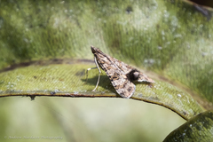 Dysallacta negatalis