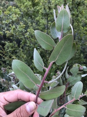 Arctostaphylos hooveri